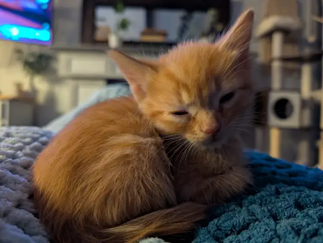 Kittens!