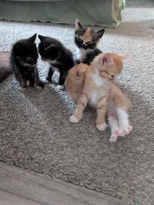 Kittens! - Photo 2