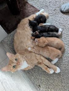 Kittens! - Photo 3