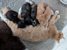 Kittens! - Photo 4