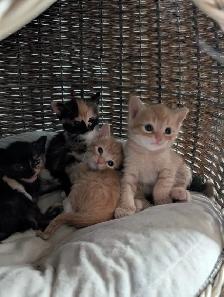 Kittens! - Photo 5