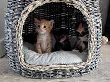 Kittens! - Photo 6