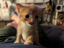 Kittens! - Photo 7