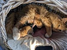 Kittens! - Photo 8