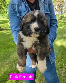 Caucasian Shepherd Puppies Guard Dogs