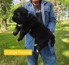 Caucasian Shepherd Puppies Guard Dogs - Photo 2