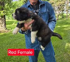 Caucasian Shepherd Puppies Guard Dogs - Photo 3
