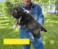 Caucasian Shepherd Puppies Guard Dogs - Photo 4