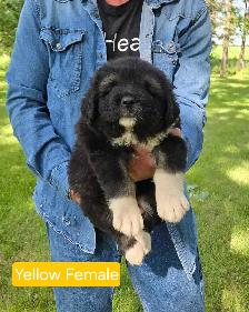 Caucasian Shepherd Puppies Guard Dogs - Photo 5
