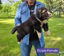Caucasian Shepherd Puppies Guard Dogs - Photo 6
