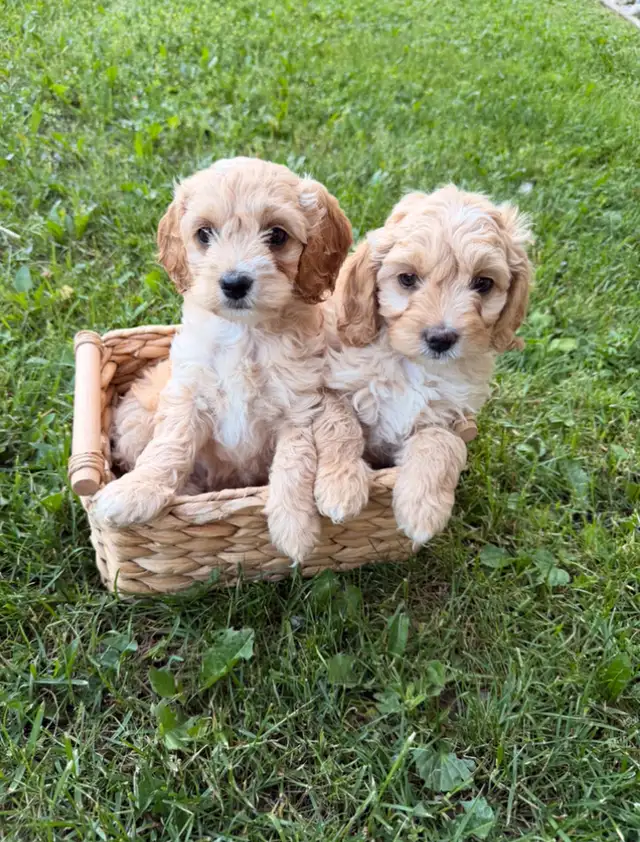 Mini Cockapoo puppies
