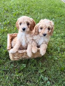 Mini Cockapoo puppies