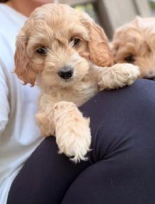 Mini Cockapoo puppies - Photo 2