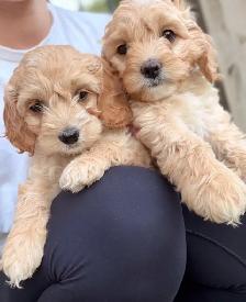 Mini Cockapoo puppies - Photo 3