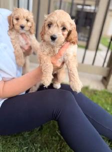 Mini Cockapoo puppies - Photo 4