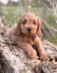 Mini Cockapoo puppies - Photo 5