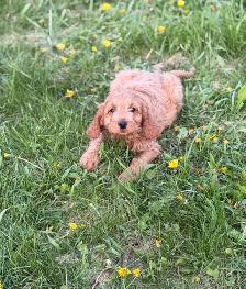 Mini Cockapoo puppies - Photo 6