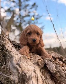 Mini Cockapoo puppies - Photo 7
