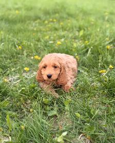 Mini Cockapoo puppies - Photo 8