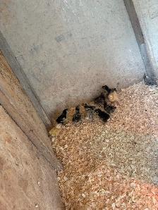 10 to 15 Rare gold and silver Spitzhauben Chicks For Sale - Photo 2