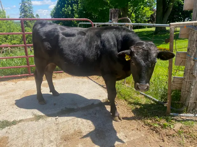 Yearling Full Blood Wagyu Bull