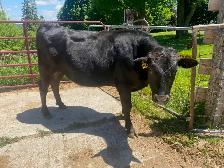Yearling Full Blood Wagyu Bull