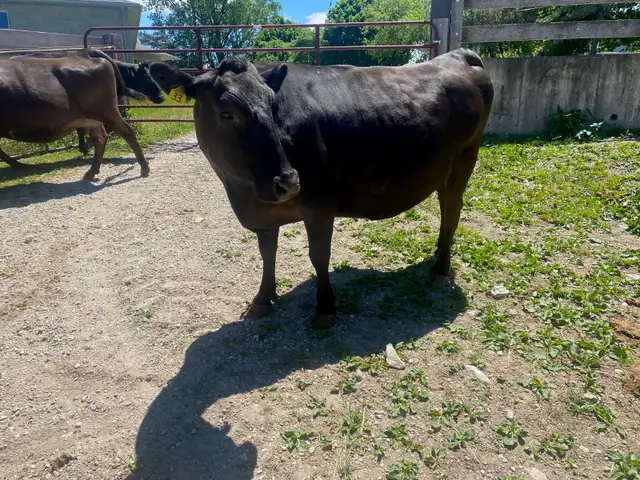 Registered Fullbood Wagyu Cows Calving Mid Summer