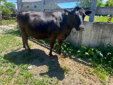 Registered Fullbood Wagyu Cows Calving Mid Summer - Photo 2