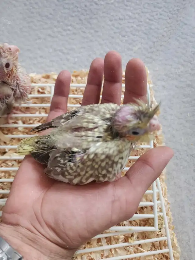 Beautiful Pearl Baby cockatiel