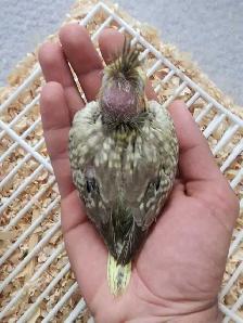Beautiful Pearl Baby cockatiel - Photo 2