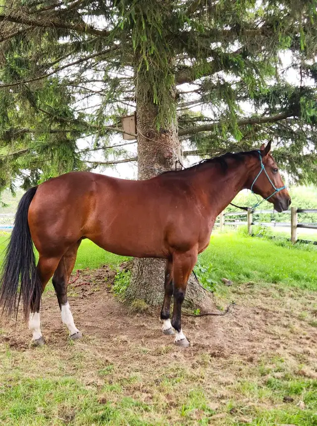 11 year old AQHA Bay Mare