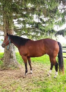 11 year old AQHA Bay Mare - Photo 2