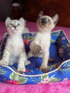 MAGNIFIQUES CHATONS HIGHLAND LYNX PRÊT MAINTENANT