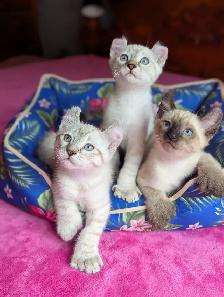 MAGNIFIQUES CHATONS HIGHLAND LYNX PRÊT MAINTENANT - Photo 2