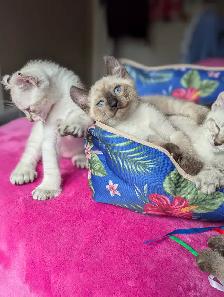 MAGNIFIQUES CHATONS HIGHLAND LYNX PRÊT MAINTENANT - Photo 4