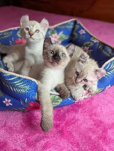 MAGNIFIQUES CHATONS HIGHLAND LYNX PRÊT MAINTENANT - Photo 7