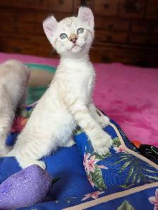 MAGNIFIQUES CHATONS HIGHLAND LYNX PRÊT MAINTENANT - Photo 9
