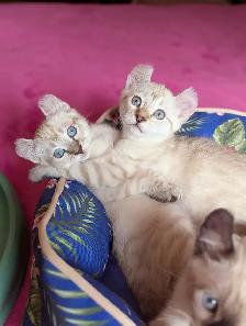 MAGNIFIQUES CHATONS HIGHLAND LYNX PRÊT MAINTENANT - Photo 10