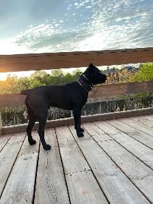 Missing Dog - Photo 2