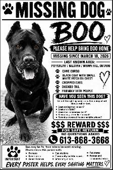 Missing Dog - Photo 3