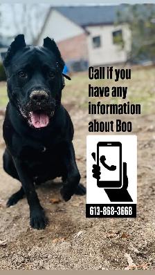 Missing Dog - Photo 6