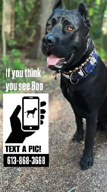 Missing Dog - Photo 9