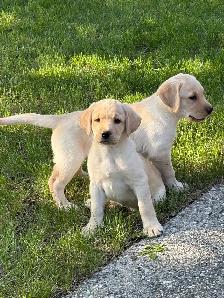 Purebred Lab Puppies. Yellow and Black
