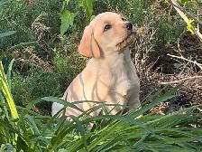 Purebred Lab Puppies. Yellow and Black - Photo 2