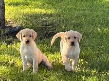 Purebred Lab Puppies. Yellow and Black - Photo 3