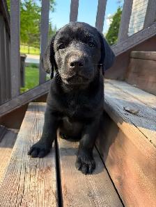 Purebred Lab Puppies. Yellow and Black - Photo 4