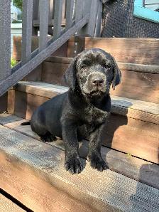 Purebred Lab Puppies. Yellow and Black - Photo 5