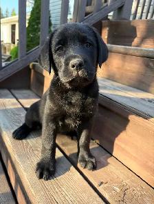 Purebred Lab Puppies. Yellow and Black - Photo 6
