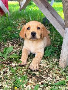Purebred Lab Puppies. Yellow and Black - Photo 7