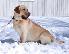 Purebred Lab Puppies. Yellow and Black - Photo 8
